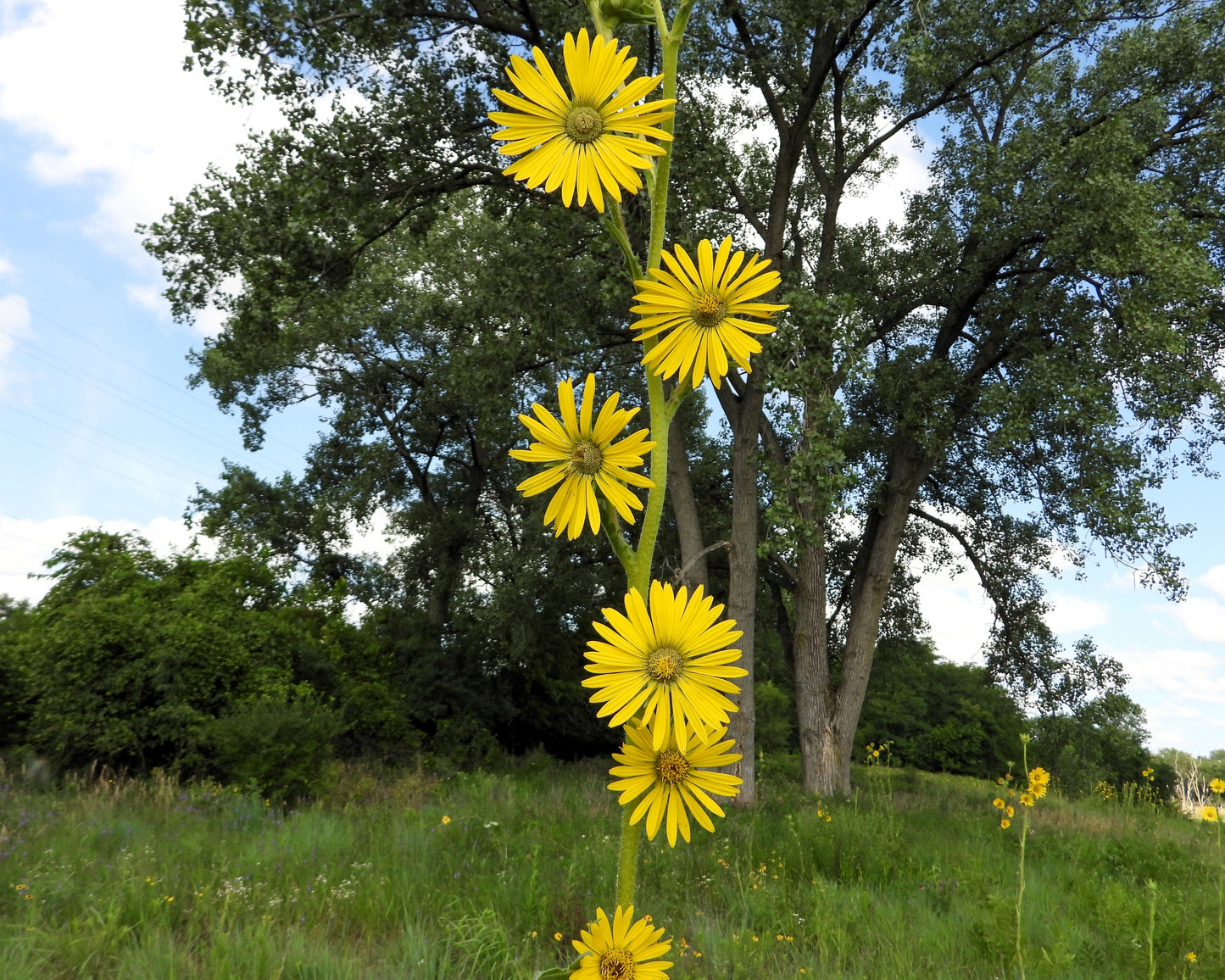 10 Yellow COMPASS PLANT Silphium Laciniatum Prairie Compassplant 4" Flower Seeds