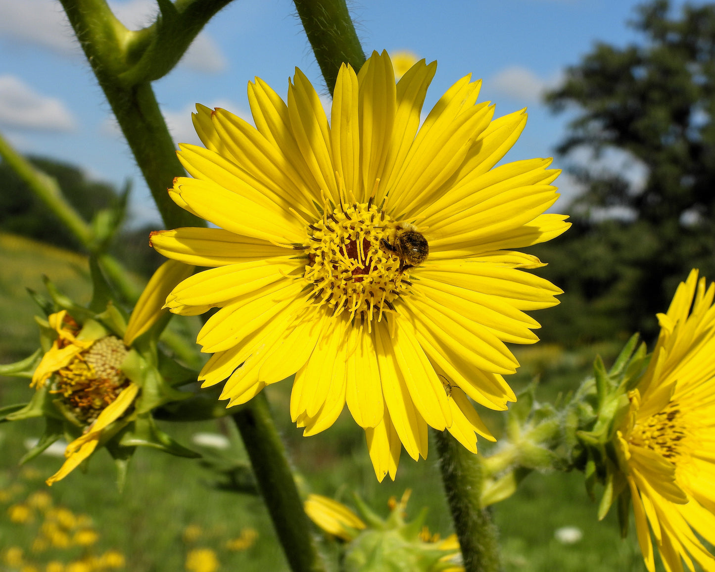 10 Yellow COMPASS PLANT Silphium Laciniatum Prairie Compassplant 4" Flower Seeds