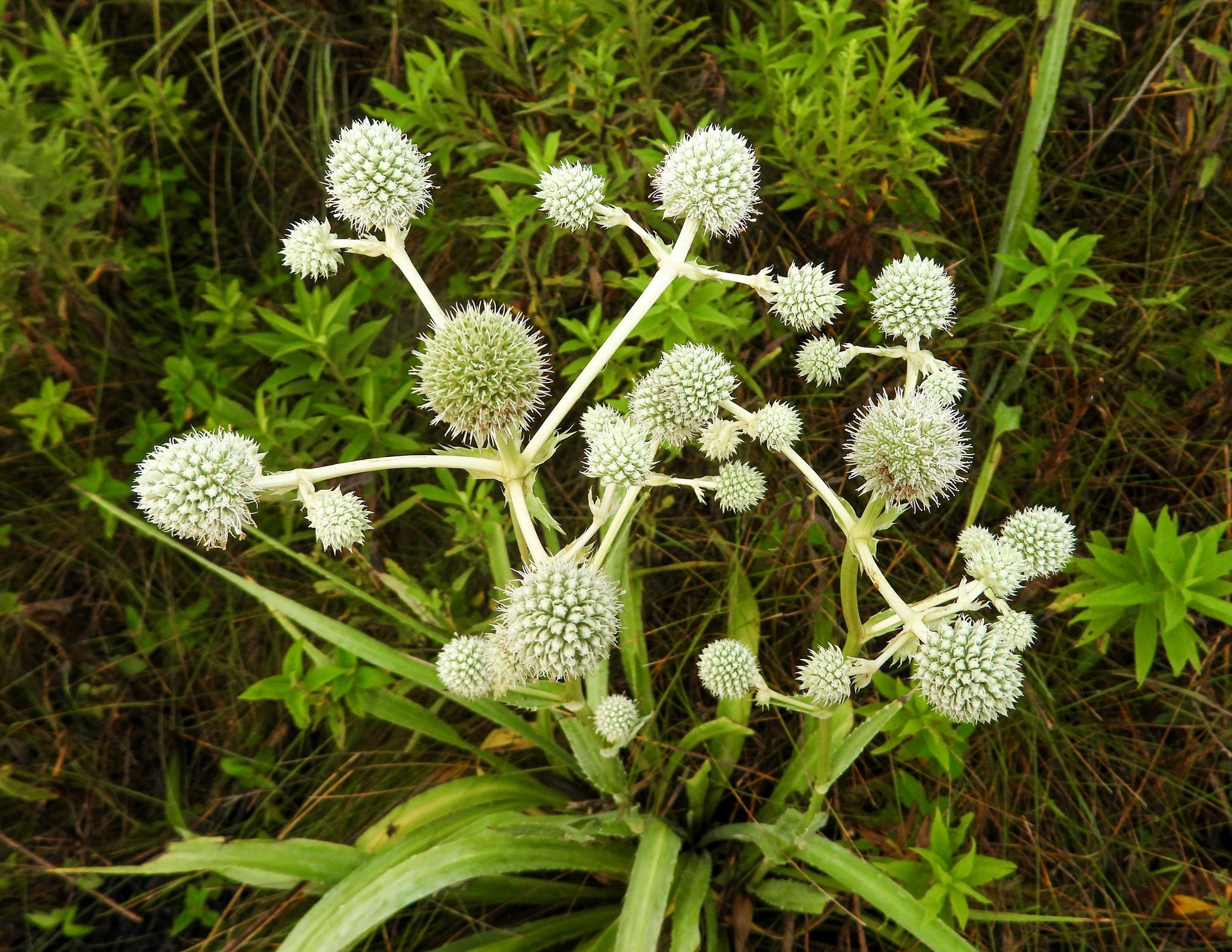 snake master plant 200 RATTLESNAKE MASTER / Button Snakeroot Eryngium Yuccifolium Flower – Seedville USA