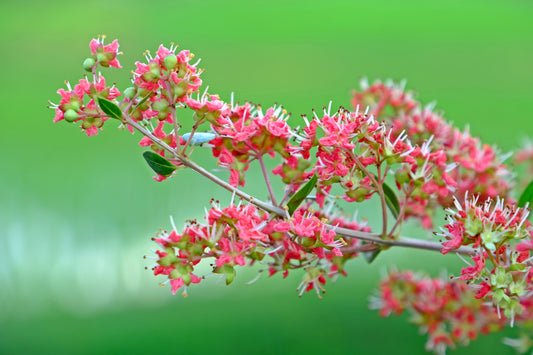 20 Common HENNA Mehandi Dye Plant Lawsonia Inermis Tattoo Flower Tree Seeds
