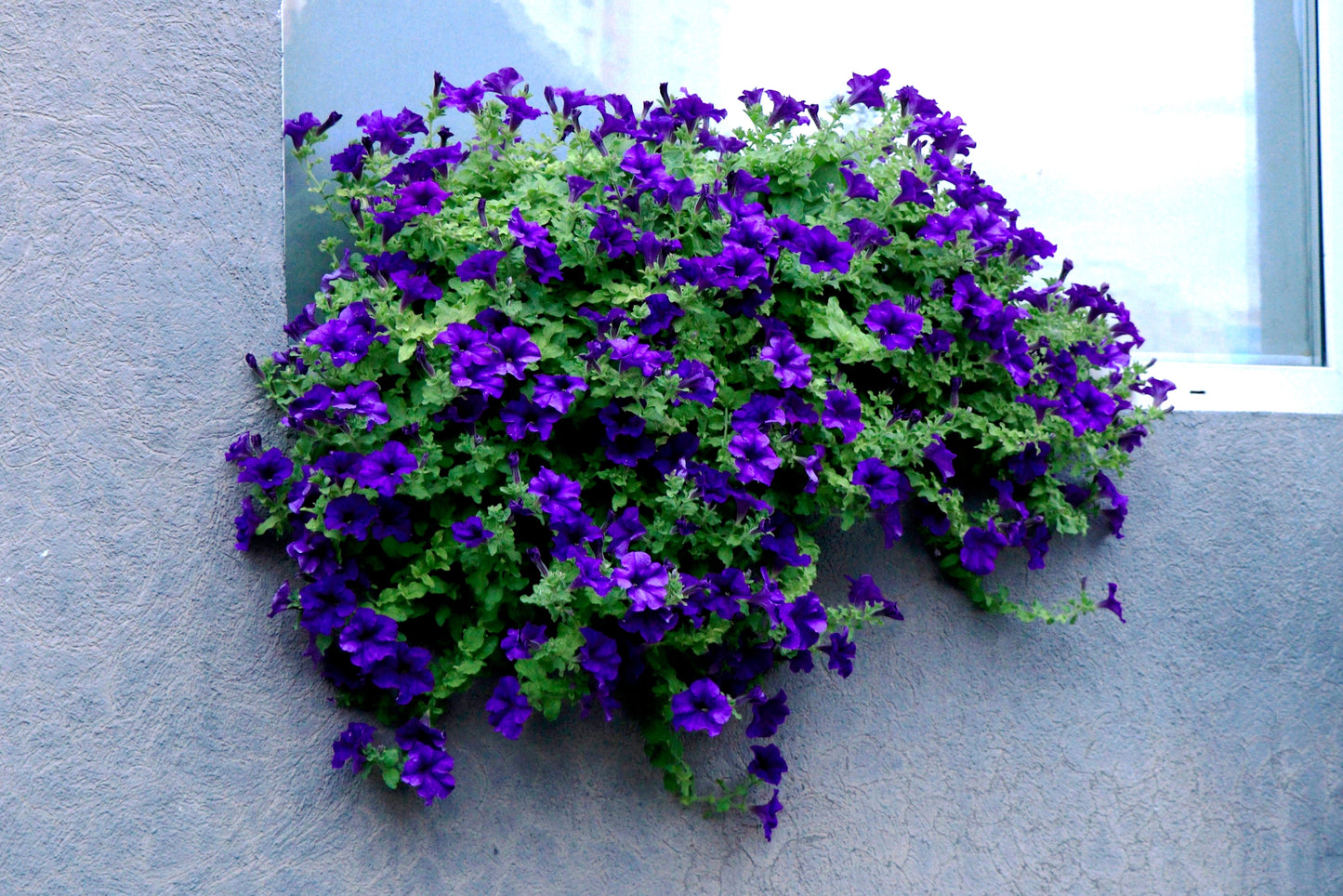 100 DWARF Alderman BLUE PETUNIA Nana Compacta Purple Flower Seeds