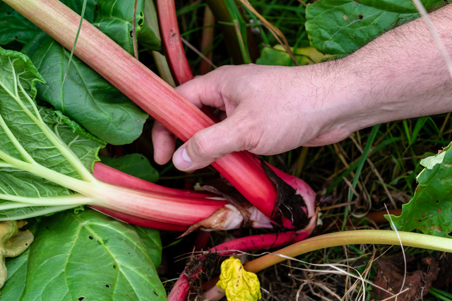 25 GLASKINS PERPETUAL RHUBARB (Pieplant) Rheum Rhabarbarum Fruit Vegetable Seeds