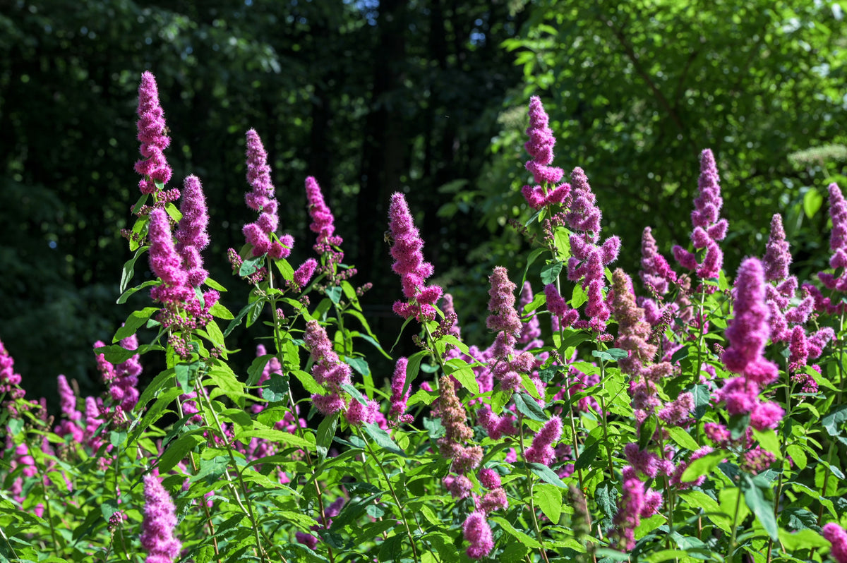 50 ROSE DOUGLAS SPIREA Pink Hardhack Steeple Bush Spiraea Douglasii Flower Shrub Seeds