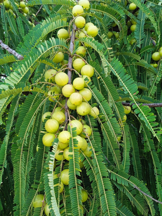 10 INDIAN GOOSEBERRY Phyllanthus Emblica Emblic Edible Fruit Tree Seeds