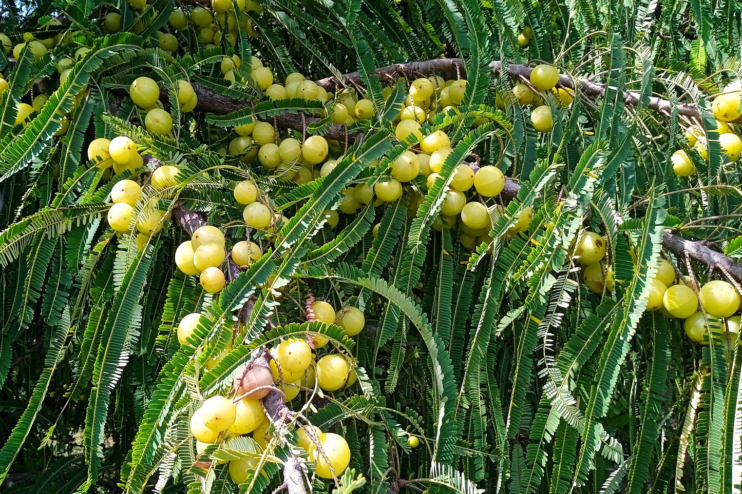 amla plant seeds 10 INDIAN GOOSEBERRY Phyllanthus Emblica Emblic Edible Fruit Tree Seeds