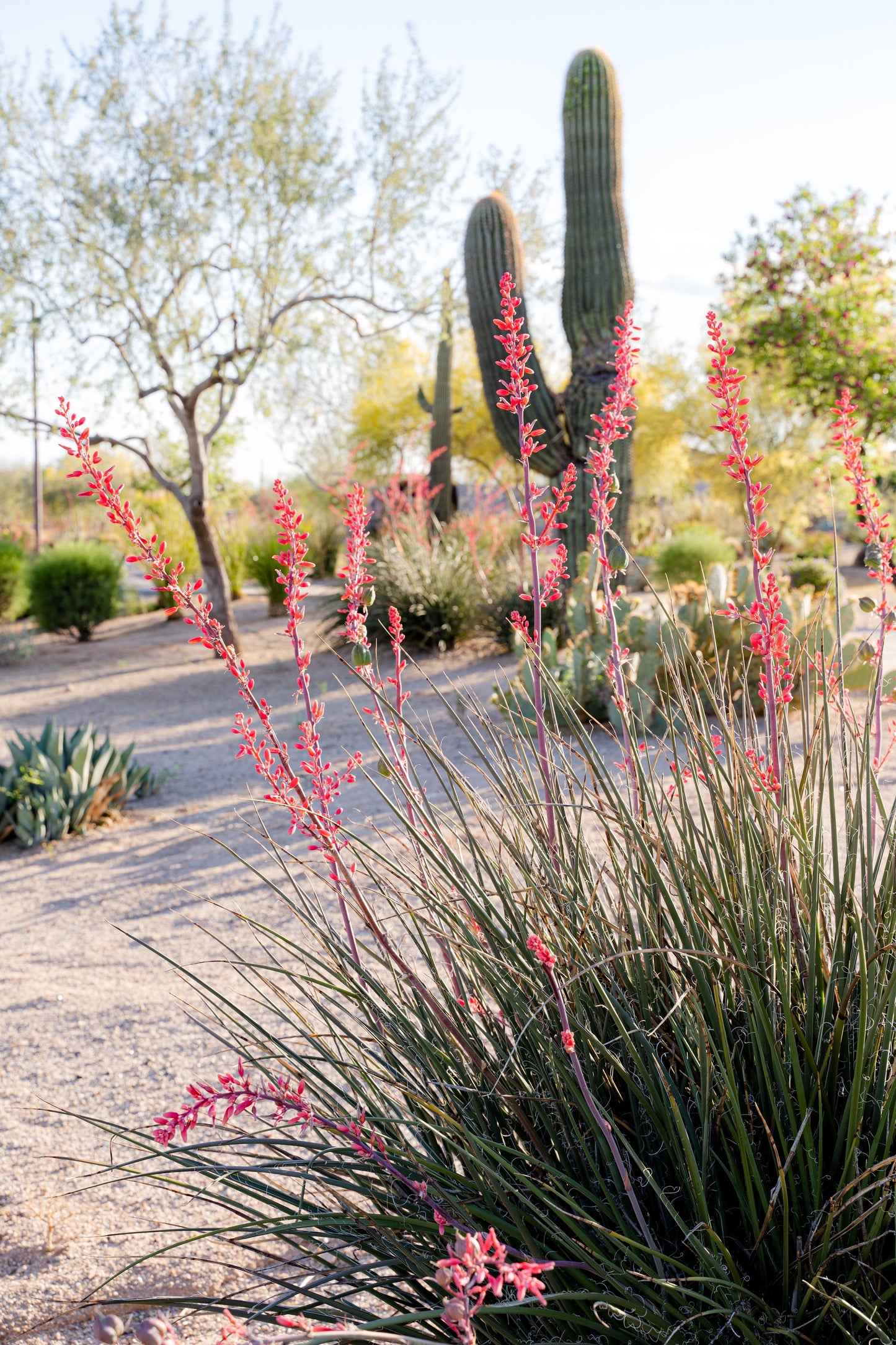 1000 Bulk RED YUCCA Hesperaloe Parviflora Hummingbird Coral Yucca Flower Seeds