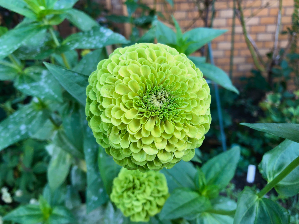 Zinnia Seeds - Envy | Flower Seeds in Packets & Bulk | Eden Zinnia Seeds - Envy | Flower Seeds in Packets & Bulk | Eden