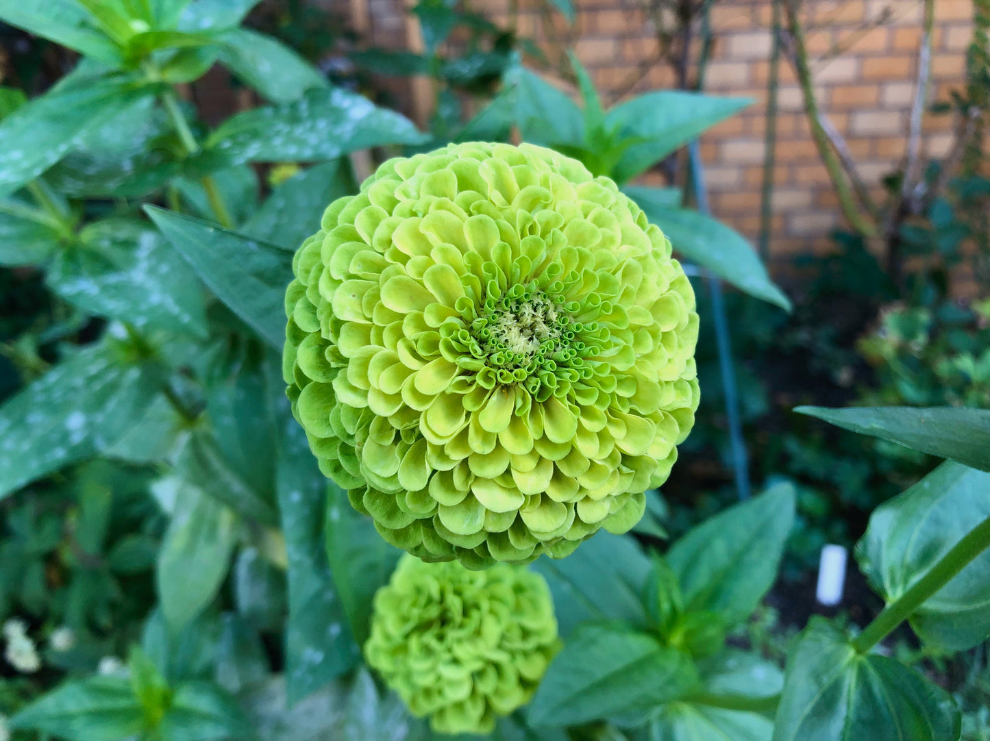 250 GREEN ENVY ZINNIA Elegans Heirloom Chartreuse Double Flower Seeds