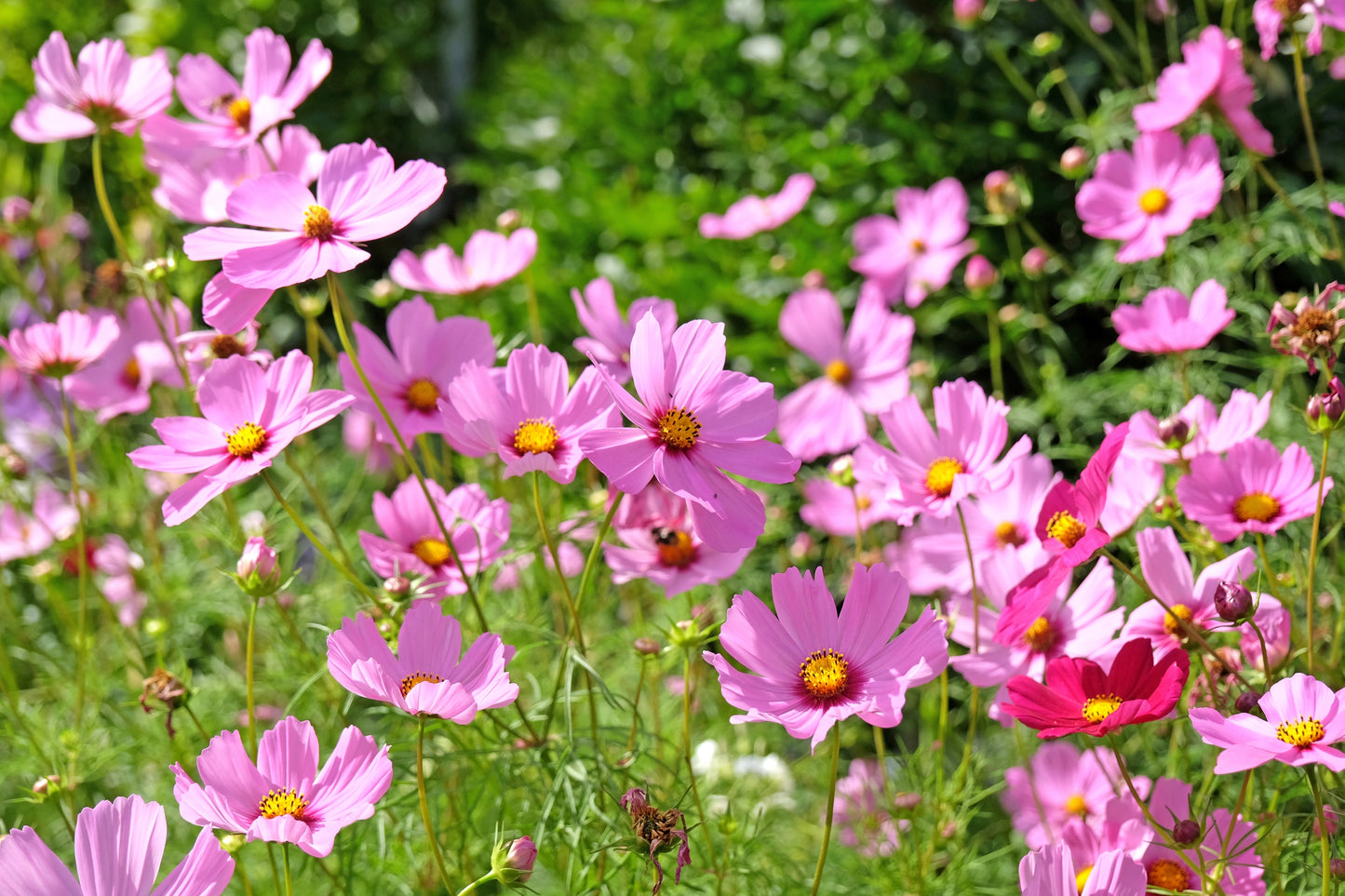 200 TALL PINK COSMOS Bipinnatus Flower Seeds