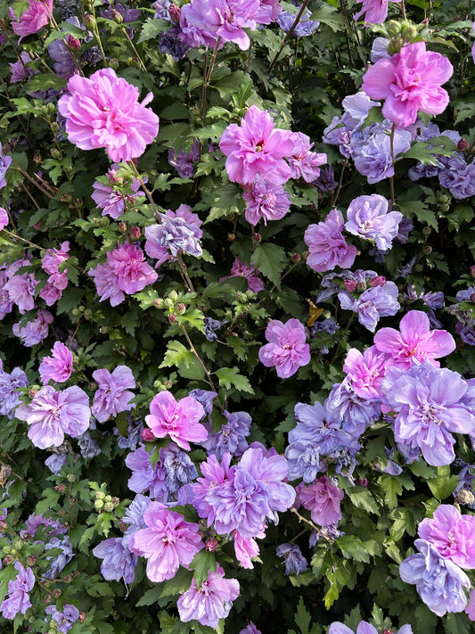 10 Purple Double ROSE Of SHARON Hibiscus Syriacus Flower Tree Shrub Seeds