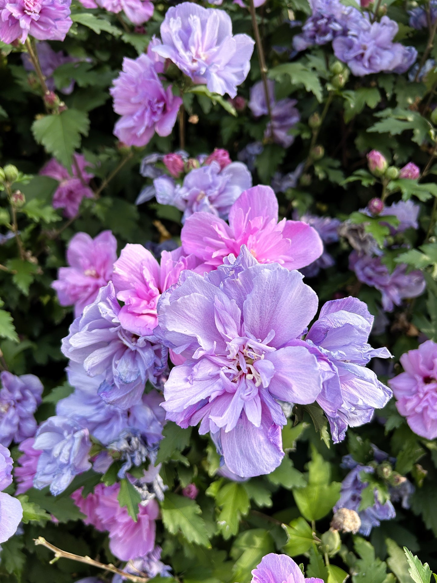 10 Purple Double ROSE Of SHARON Hibiscus Syriacus Flower Tree Shrub Seeds