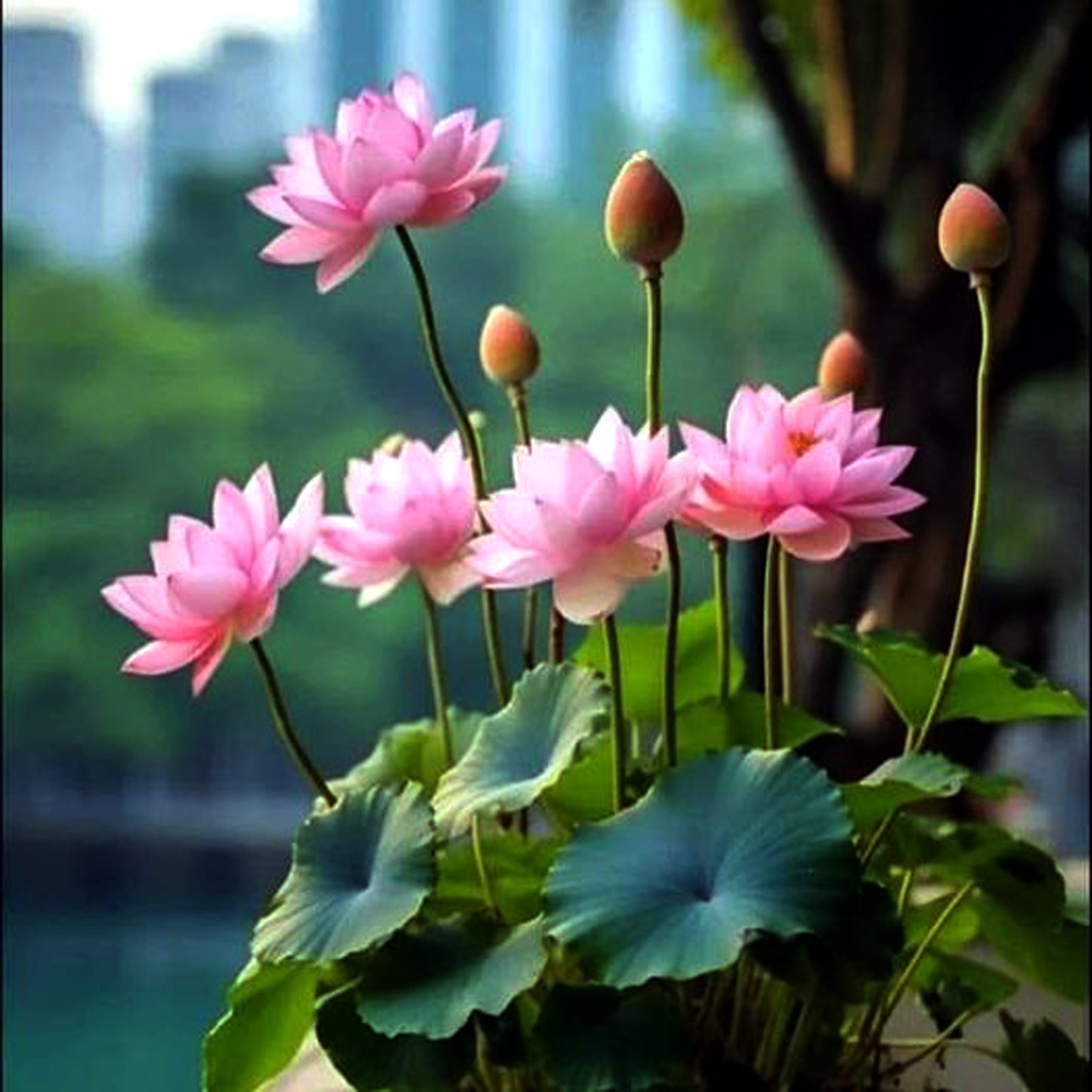 5 BOWL LOTUS Mixed Colors Dwarf Nelumbo Nucifera Aquatic Flower Seeds