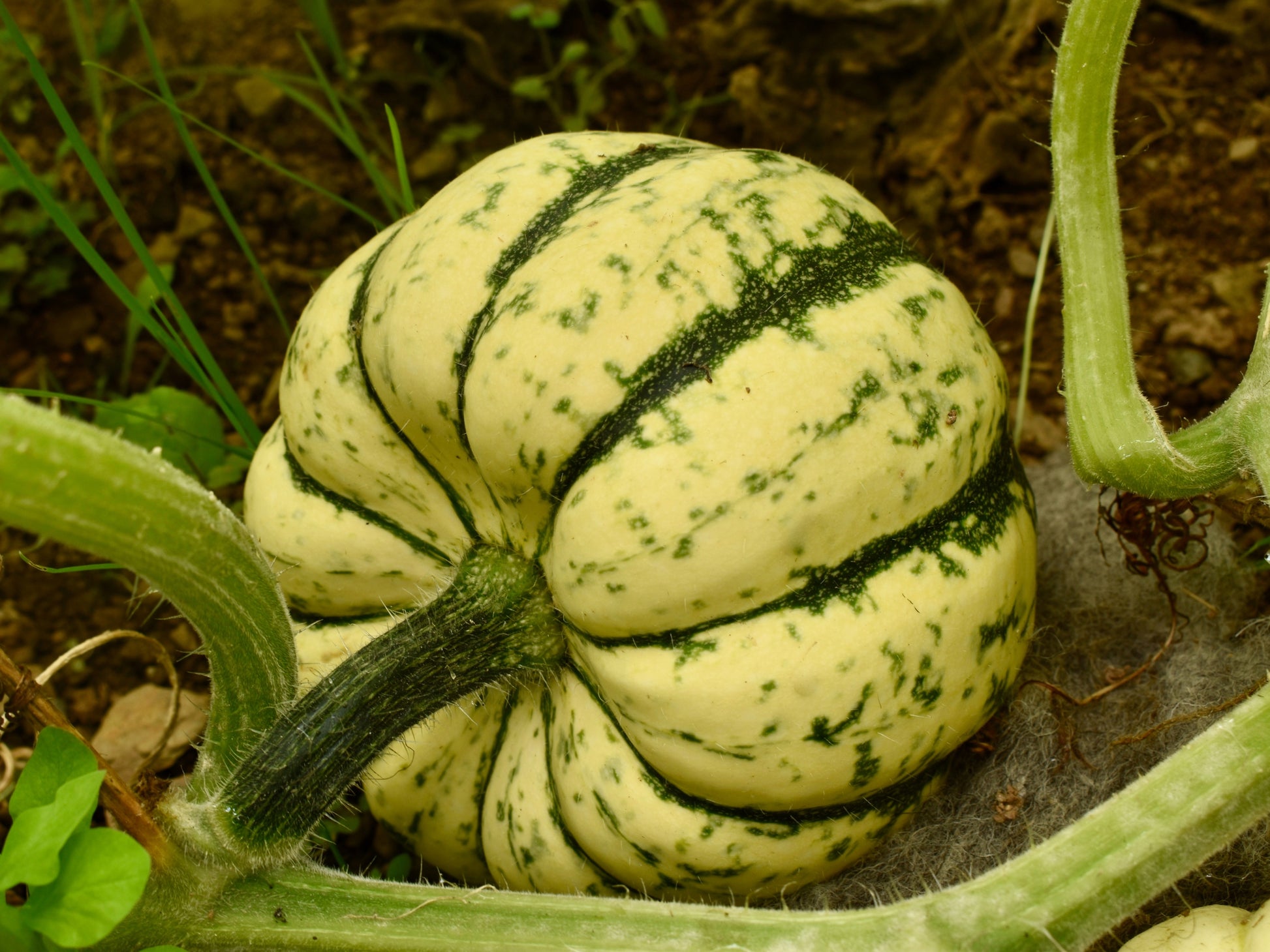squash plant seeds 15 HEART Of GOLD Acorn SQUASH Winter Cucurbita Pepo Vegetable Seeds – Seedville USA