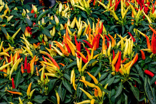 300 ANAHEIM CHILI PEPPER (New Mexico Chili Pepper) Capsicum Annuum Vegetable Seeds