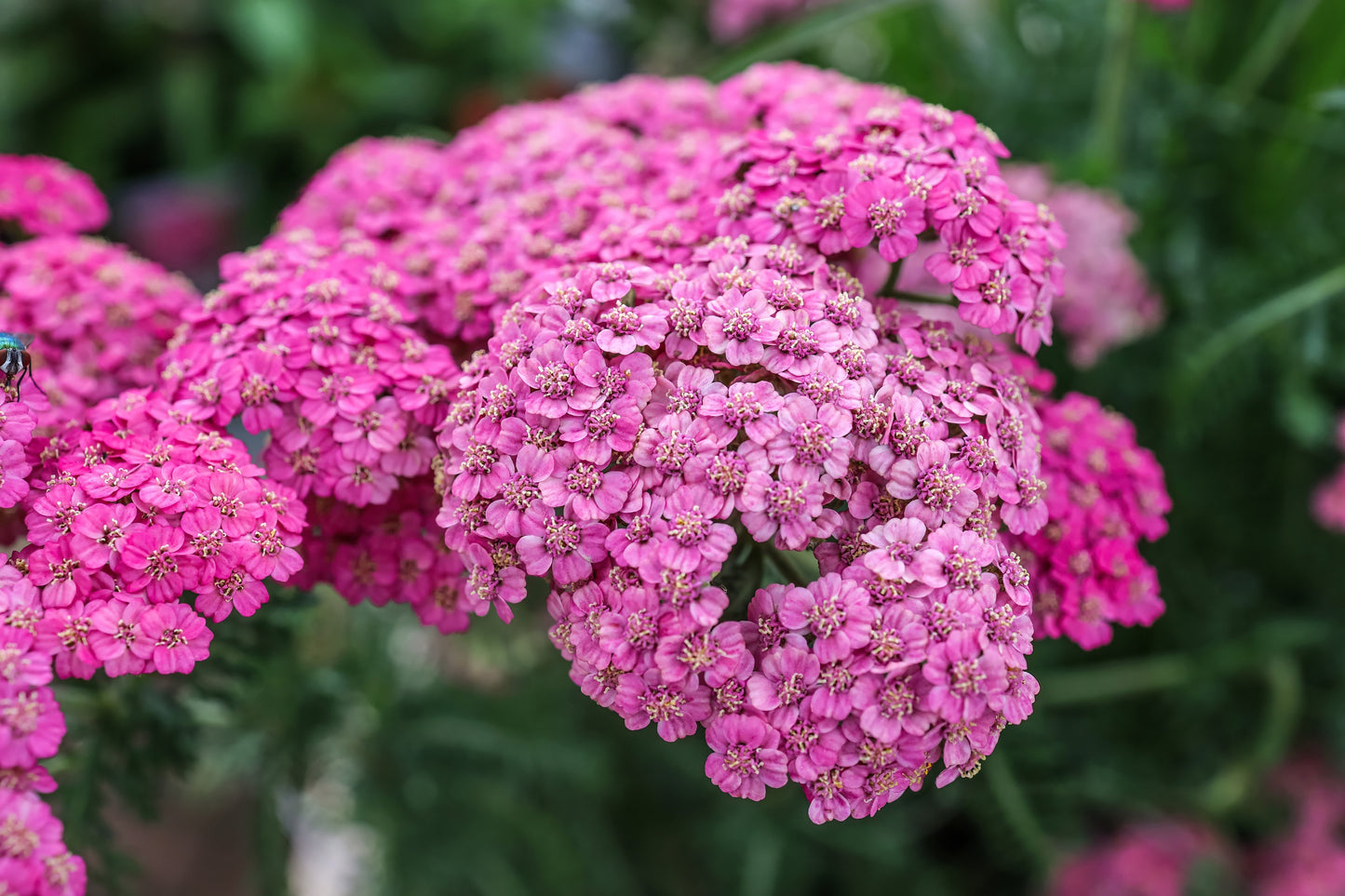 250 PINK Cerise QUEEN YARROW Achillea Millefolium Flower Seeds