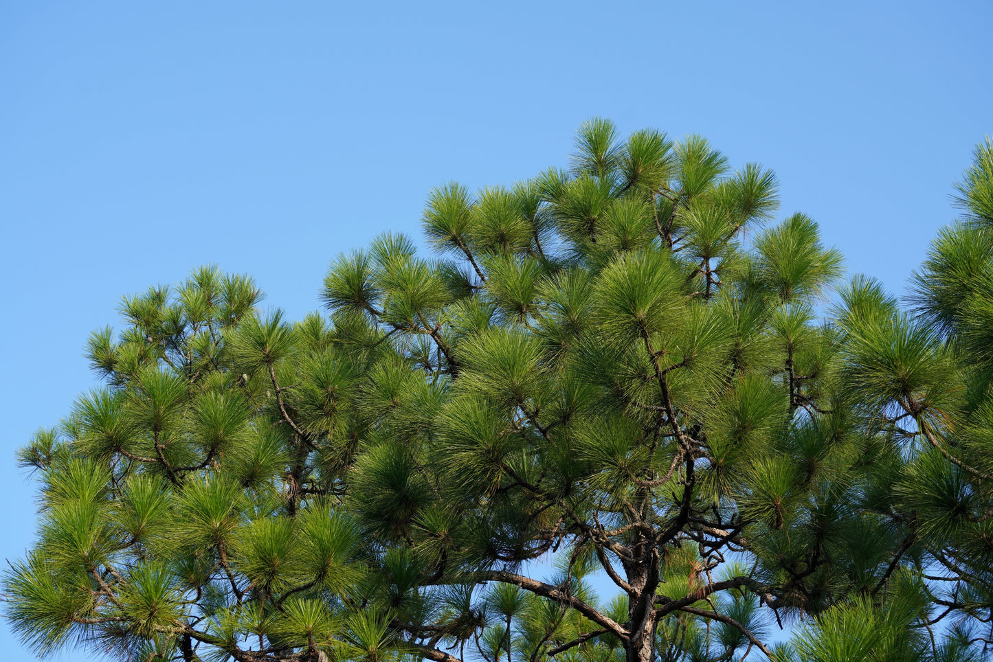 5 Pine Nut ITALIAN STONE PINE Pinus Pinea Umbrella Tree Seeds