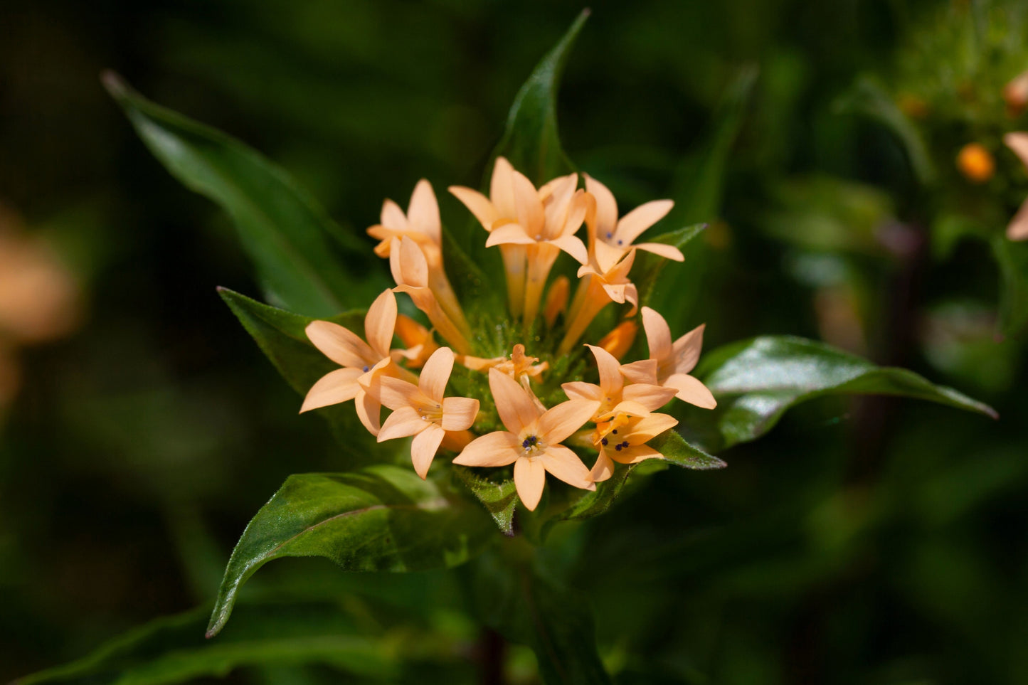 100 LARGE FLOWERED PHLOX Collomia Grandiflora Native Peach Flower Seeds