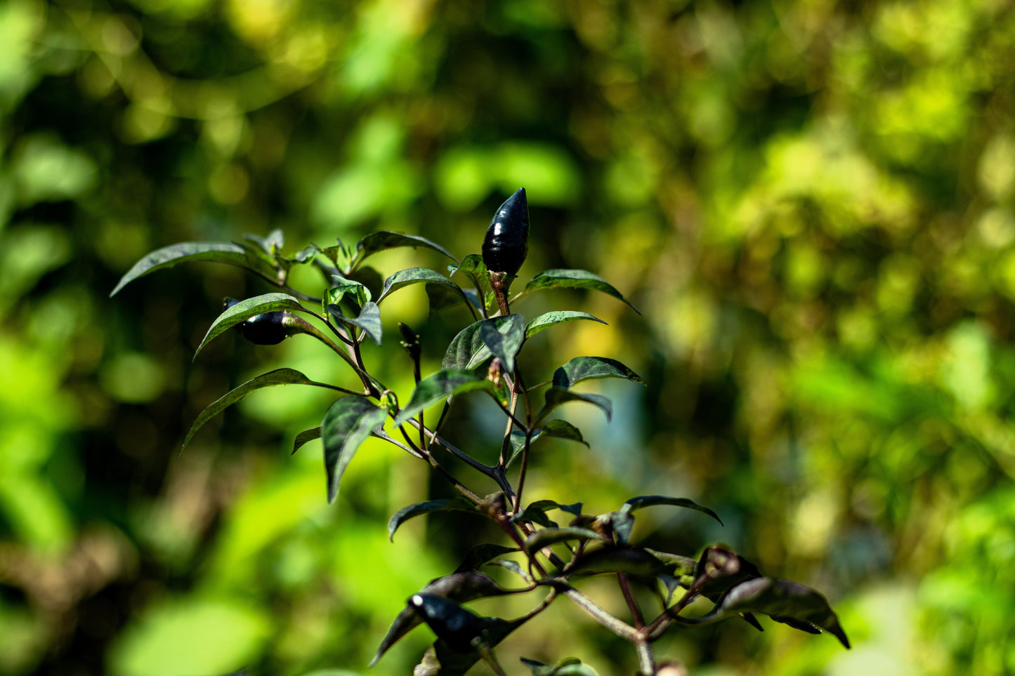 20 ROYAL BLACK PEPPER Capsicum Annuum Very Hot Chilli Vegetable Seeds