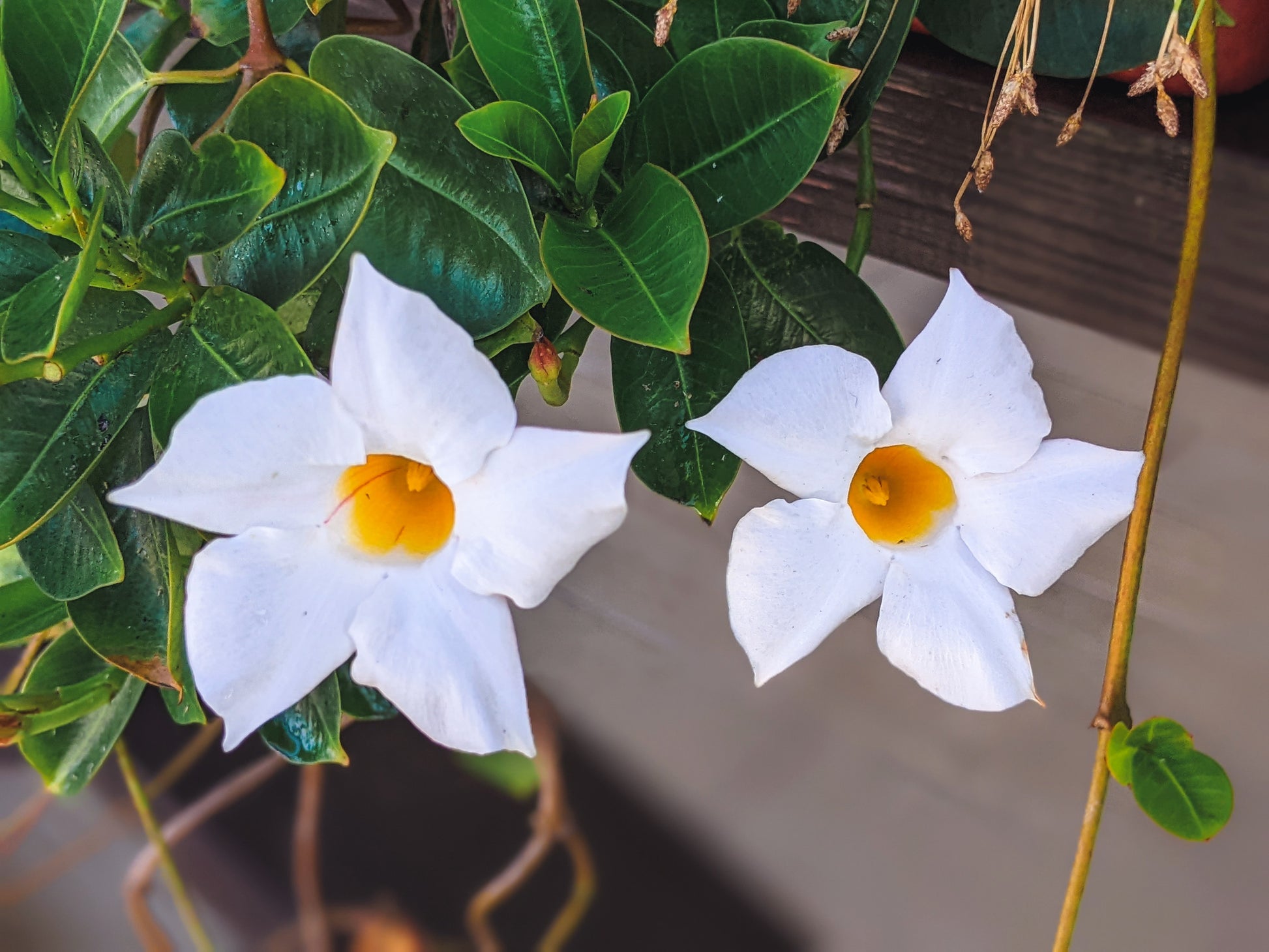 mandevilla plant seeds 5 CHILEAN JASMINE / MANDEVILLA Laxa White Fragrant Flower Vine Seeds