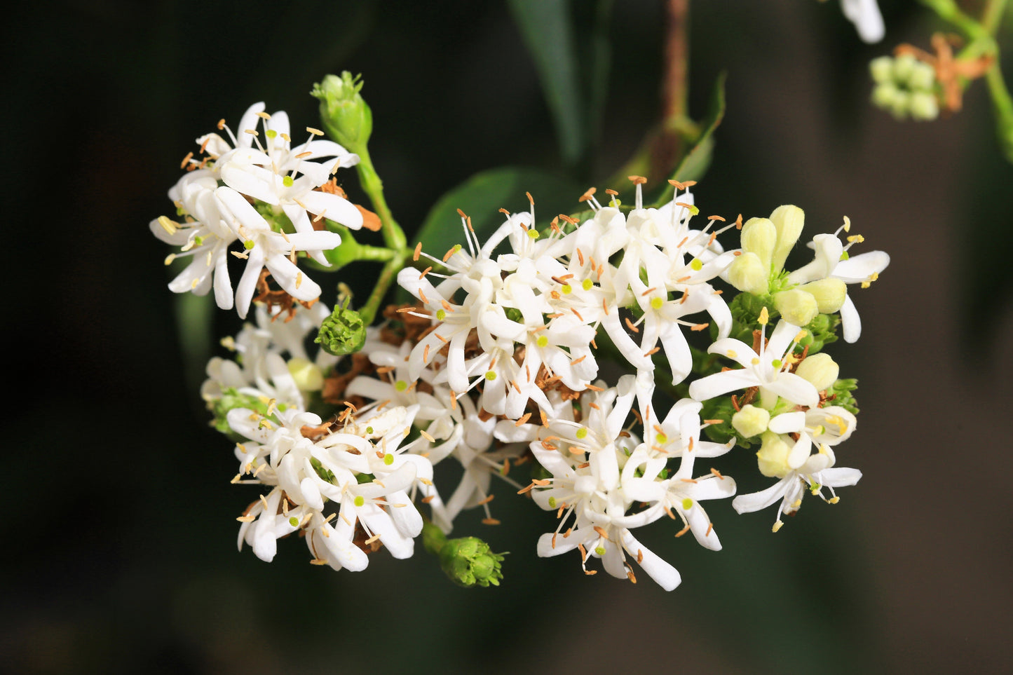 20 SEVEN SON Shrub Tree Heptacodium Miconioides White Red Flower Seeds