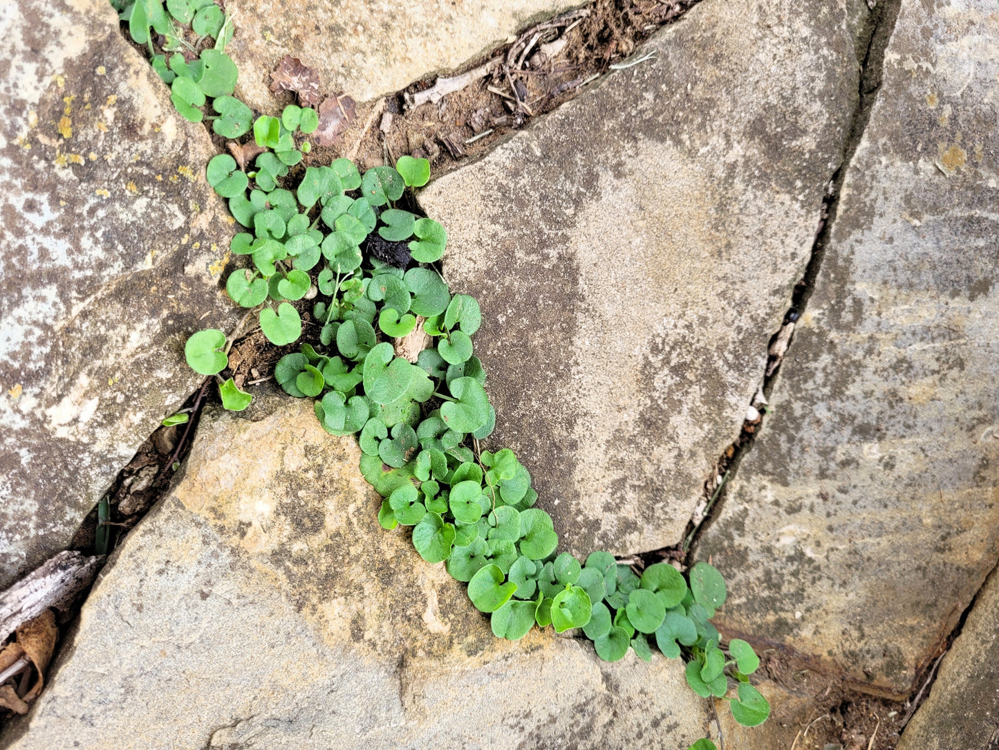 1000 DICHONDRA Repens aka Lawn Leaf Flower Evergreen Ground Cover Seeds