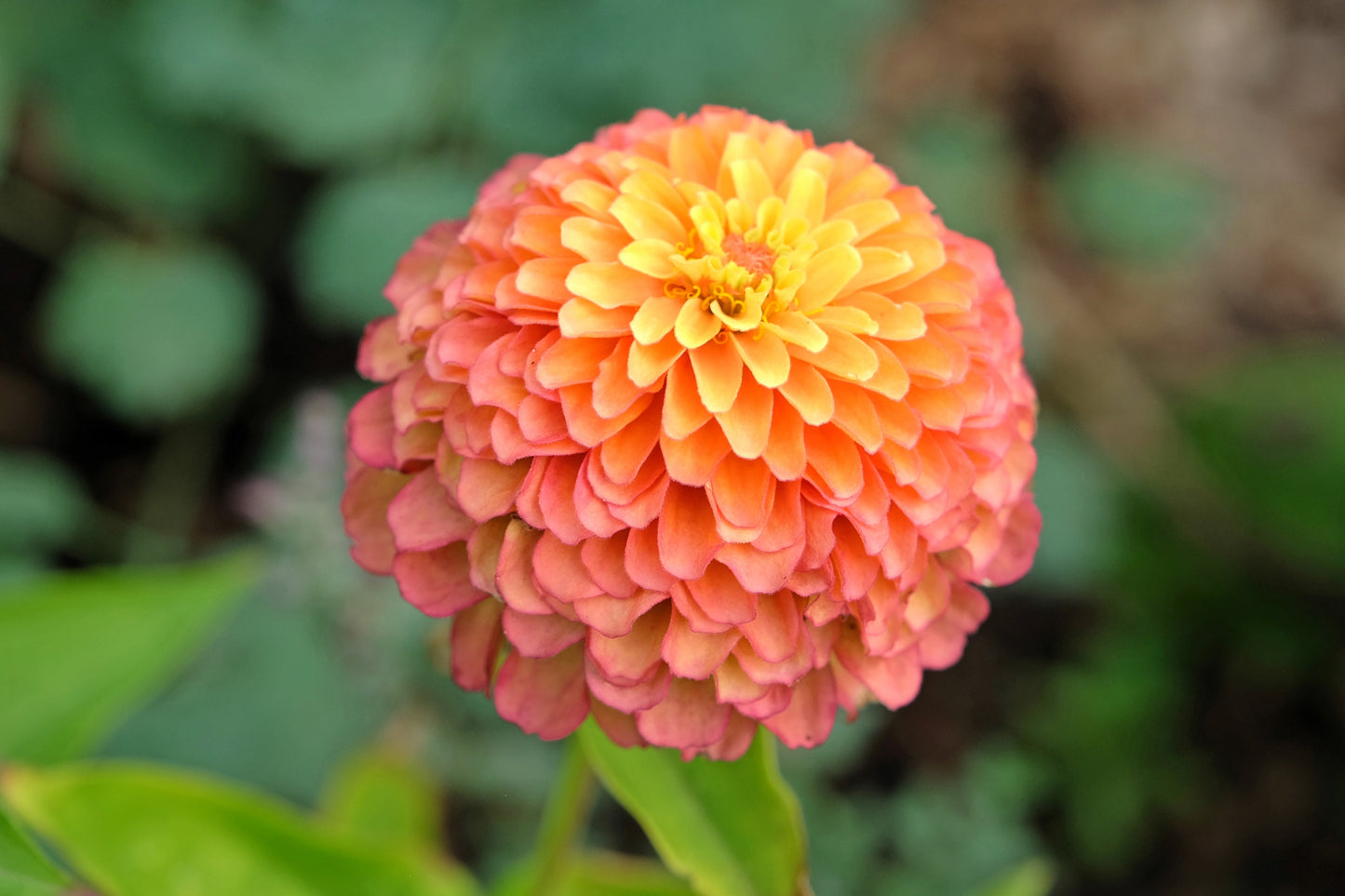 20 Organic QUEENY LIME MIX ZINNIA Elegans Mixed Colors Red Orange Yellow Pink Green Queen Flower Seeds