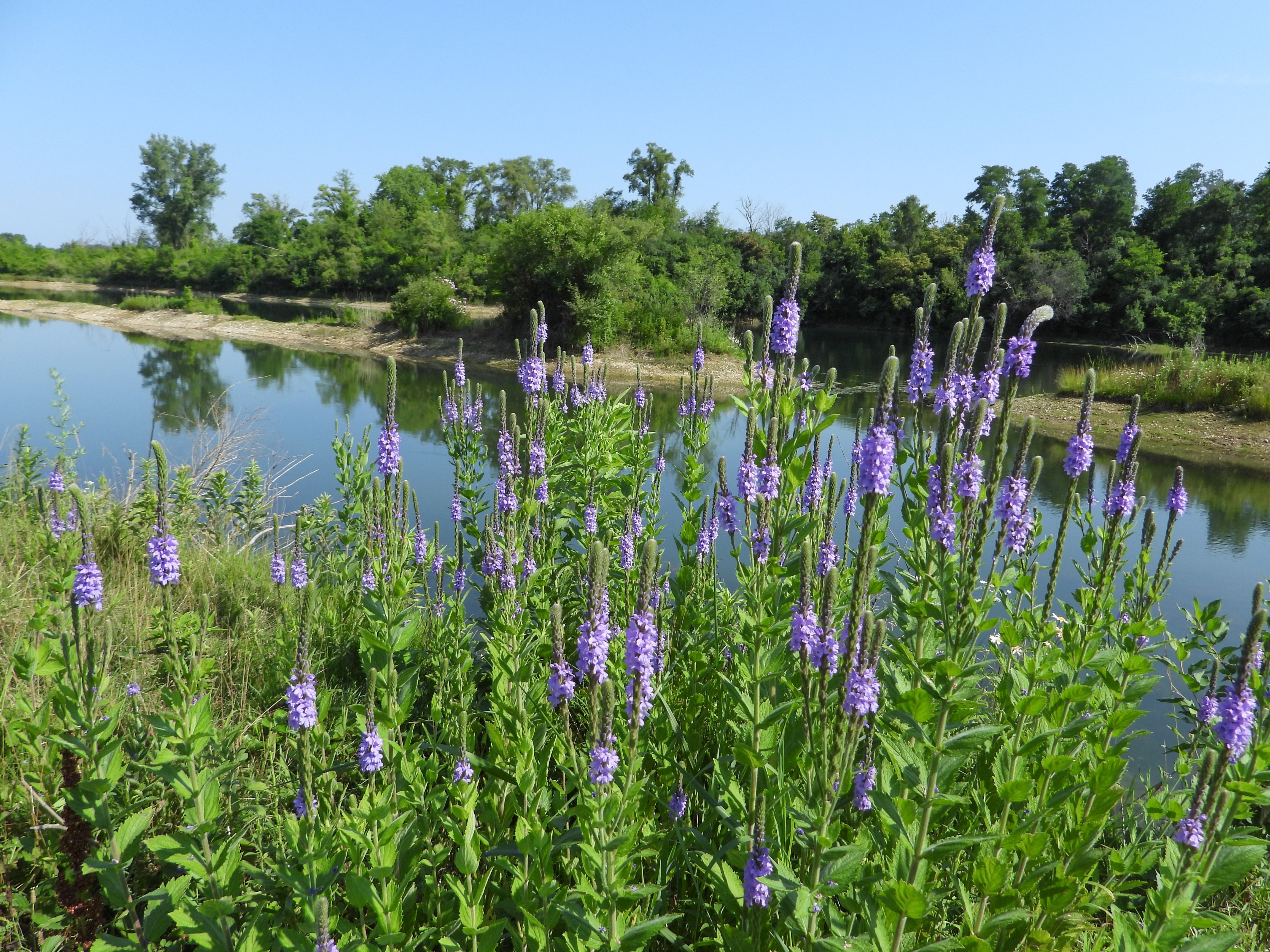 500 Purple HOARY VERVAIN Verbena Stricta Native Flower Seeds