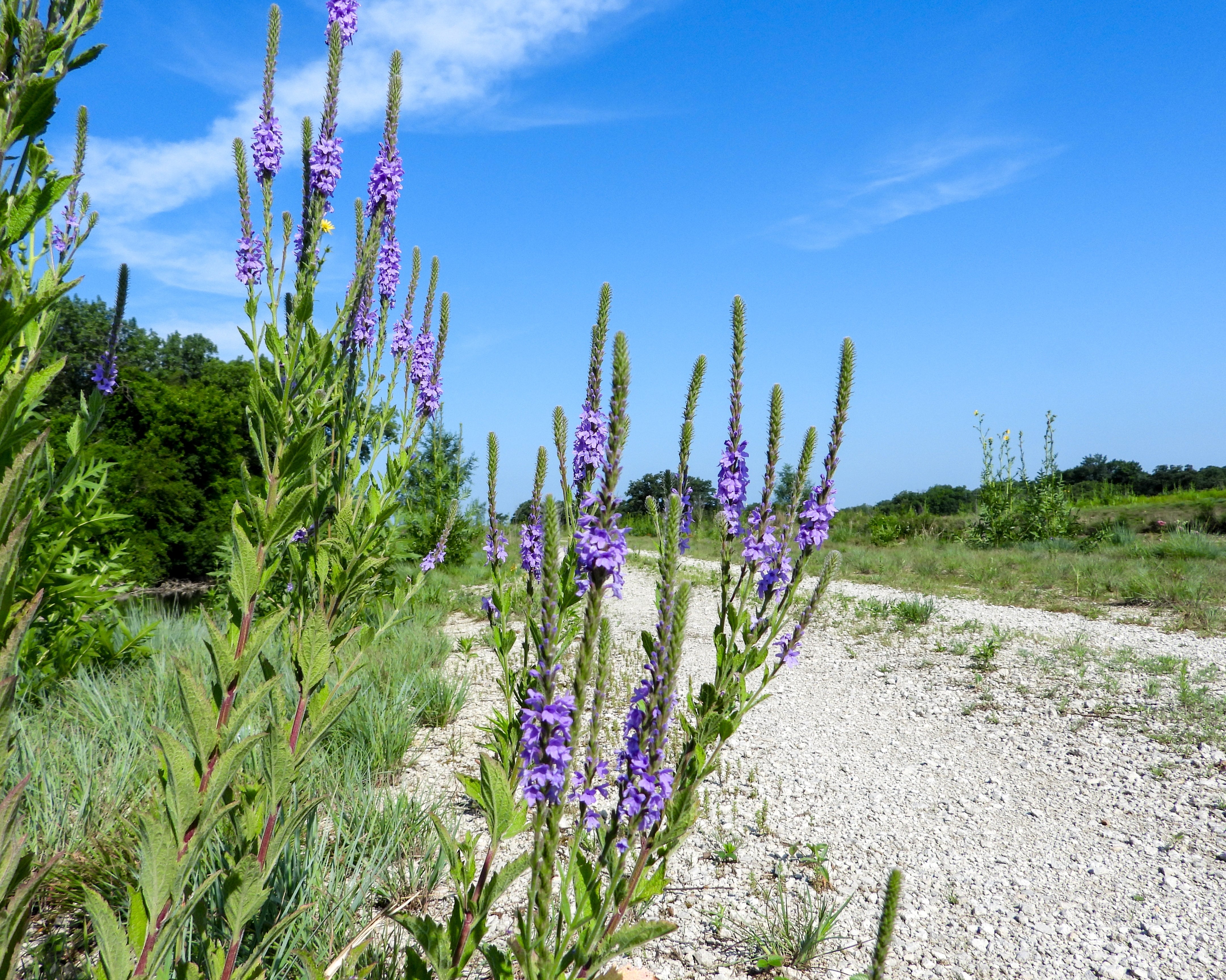500 Purple HOARY VERVAIN Verbena Stricta Native Flower Seeds