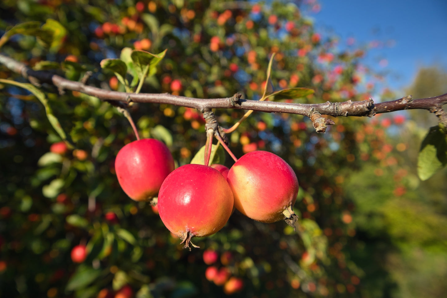 30 Sargent CRAB APPLE Shrub Hummingbird Flower White Red Malus Sargentii Seeds