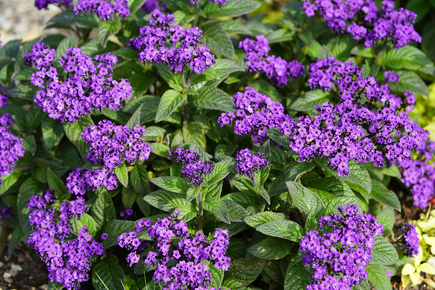 50 Blue MARINE HELIOTROPE Heliotropium Arborescens Flower Seeds