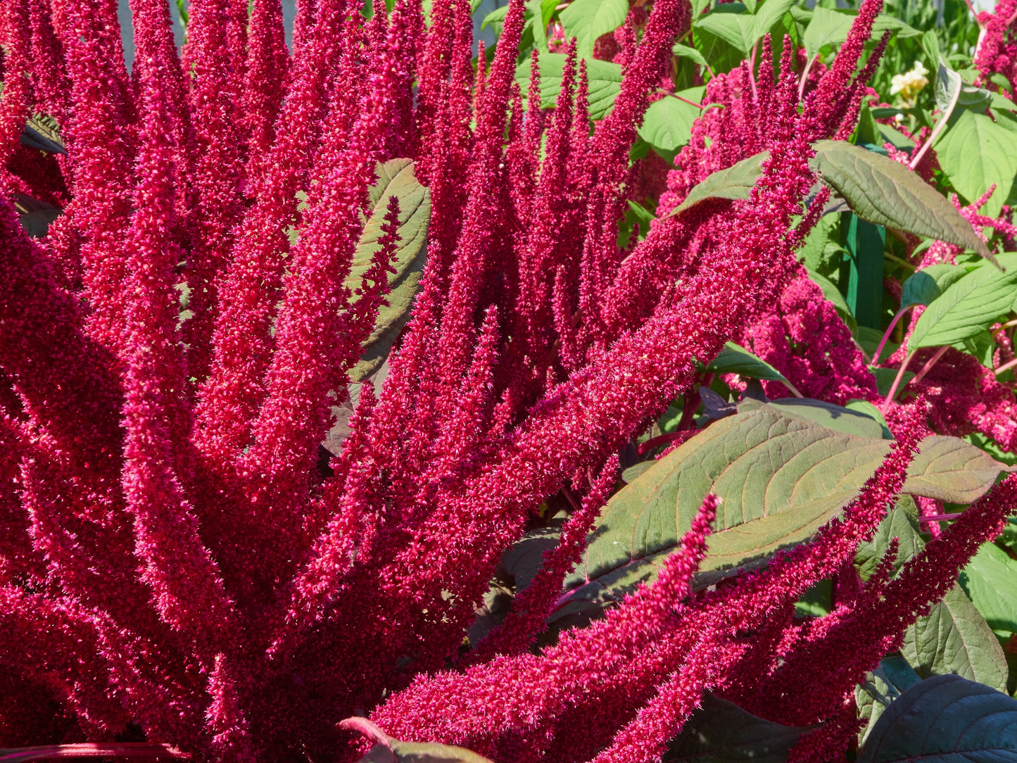150 AMARANTHUS PYGMY TORCH (Prince of Wales Feather) Amaranthus Hypochondriacus Flower Seeds