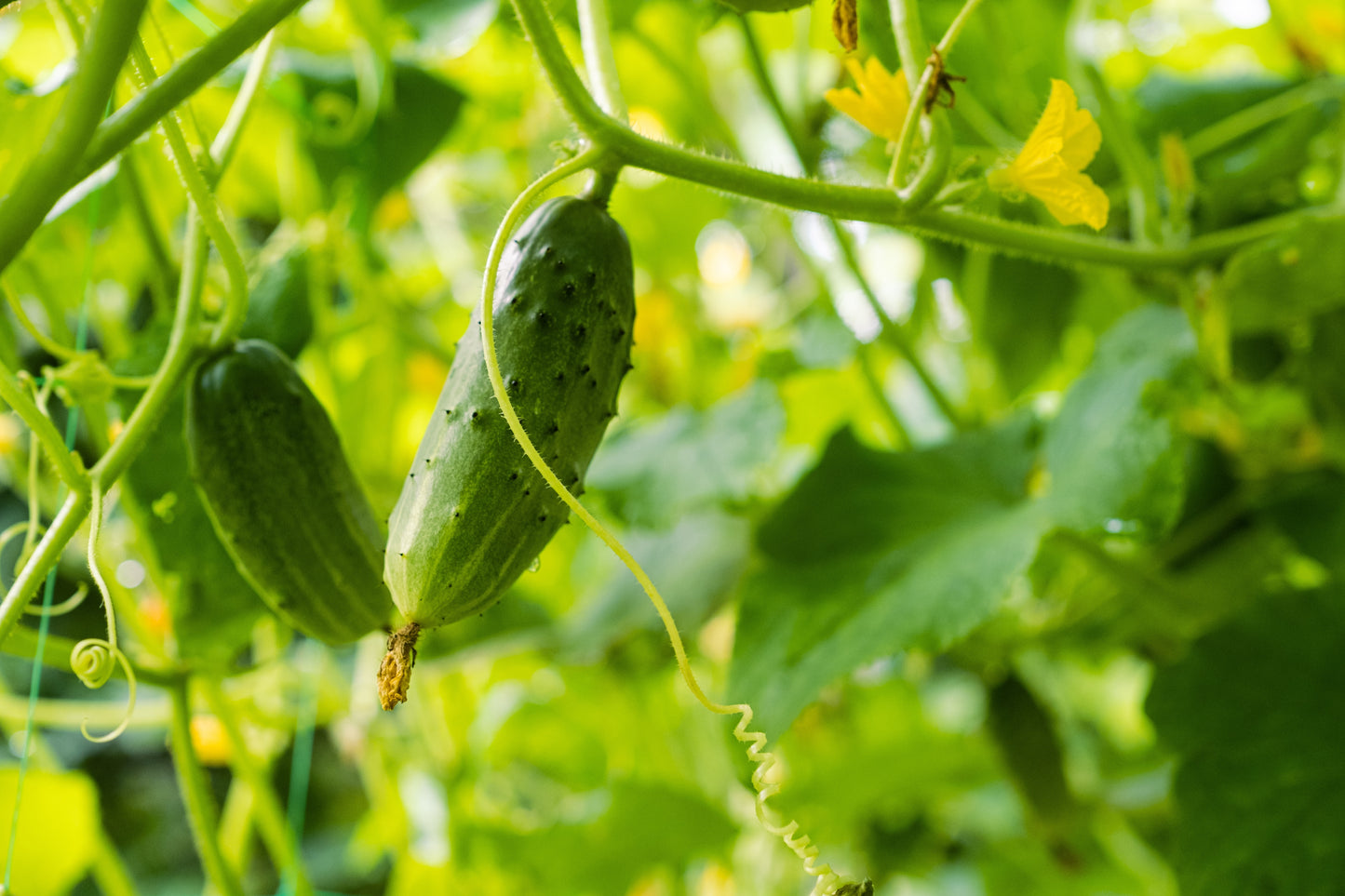 200 NATIONAL PICKLING CUCUMBER Fruit Cucumis Sativus Seeds