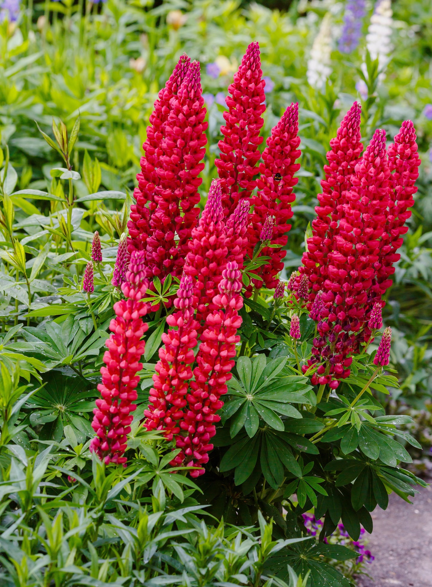 25 RED LUPINE 'My CASTLE' Lupinus Polyphyllus Scarlet Russell Lupin Band of Nobles Series Flower Seeds