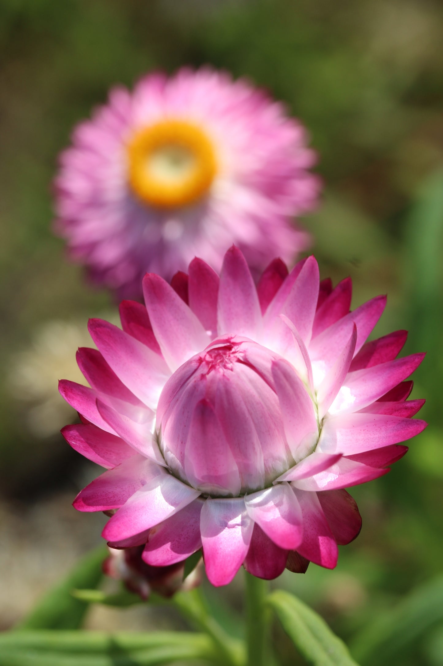 50 PINK DOUBLE STRAWFLOWER Helichrysum  Xerochrysum Bracteatum Flower Seeds