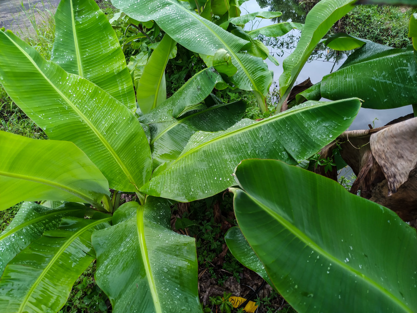 5 PLANTAIN BANANA Musa Balbisiana Hardy Red Flowering Sweet Wild Fruit Tree Seeds