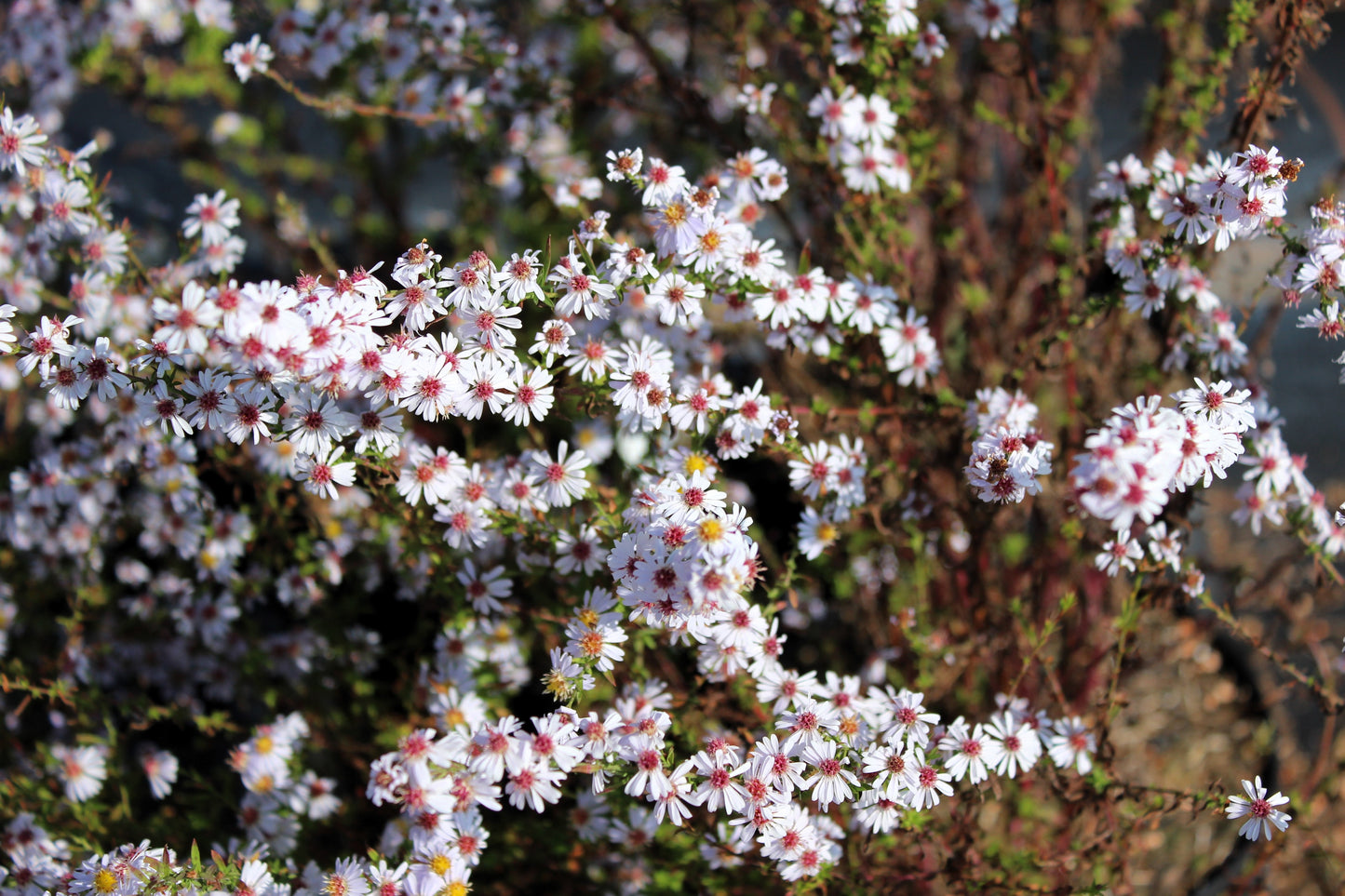 100 WHITE HEATH ASTER Prairie Ericoides Flower Seeds