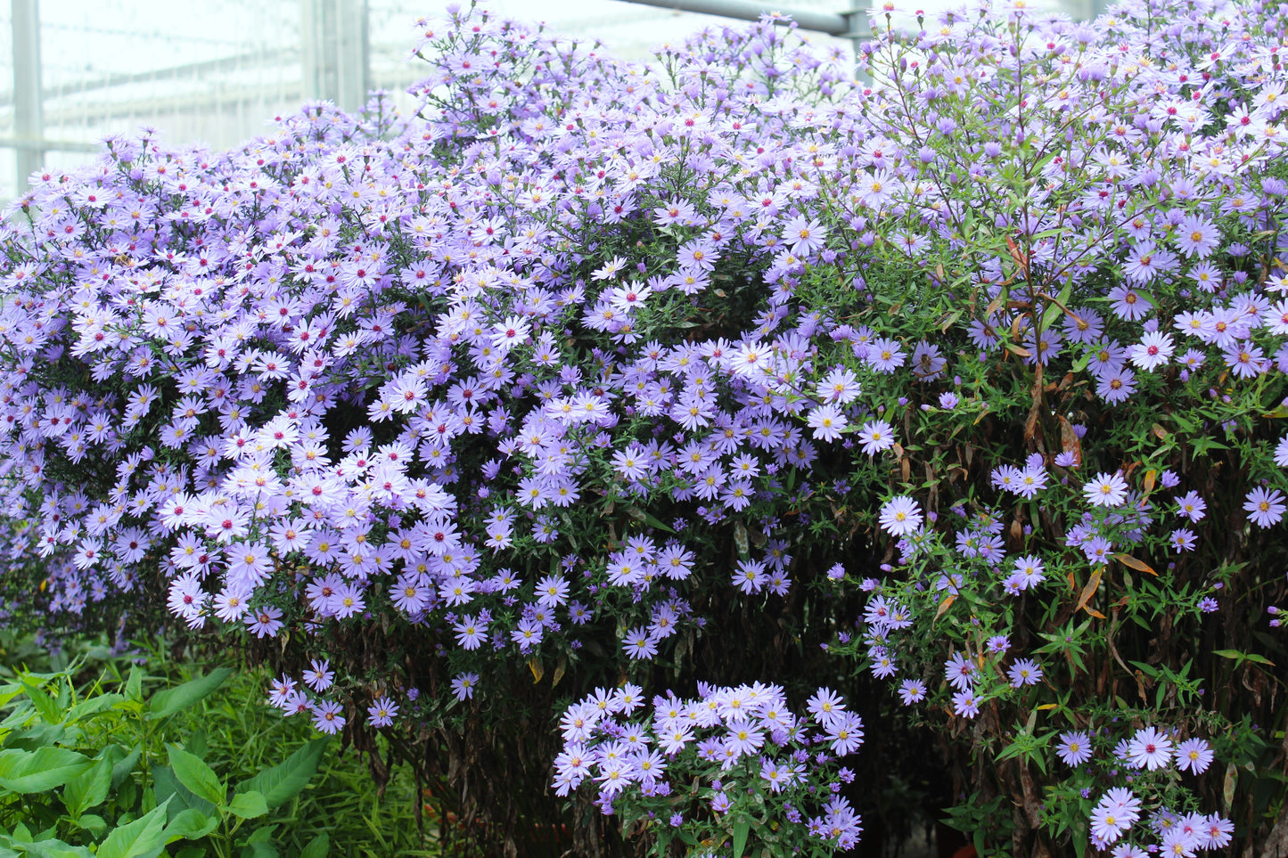 100 HEART LEAVED ASTER Cordifolius Symphyotrichum Blue Wood Aster Flower Seeds
