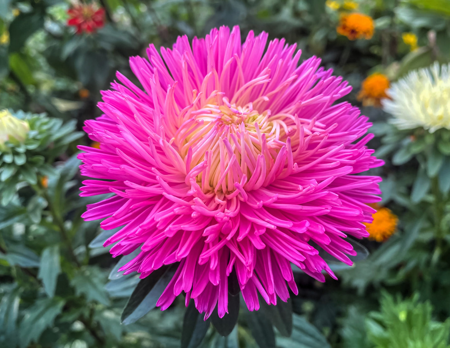 50 Mixed OSTRICH PLUME ASTER Feather Spider Callistephus Chinensis Flower Seeds