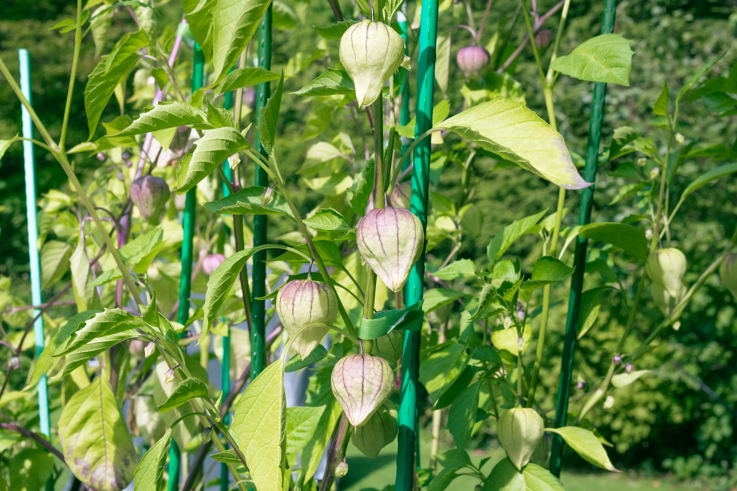 50 PURPLE TOMATILLO Husk Tomato Physalis Ixocarpa Fruit Vegetable Seeds