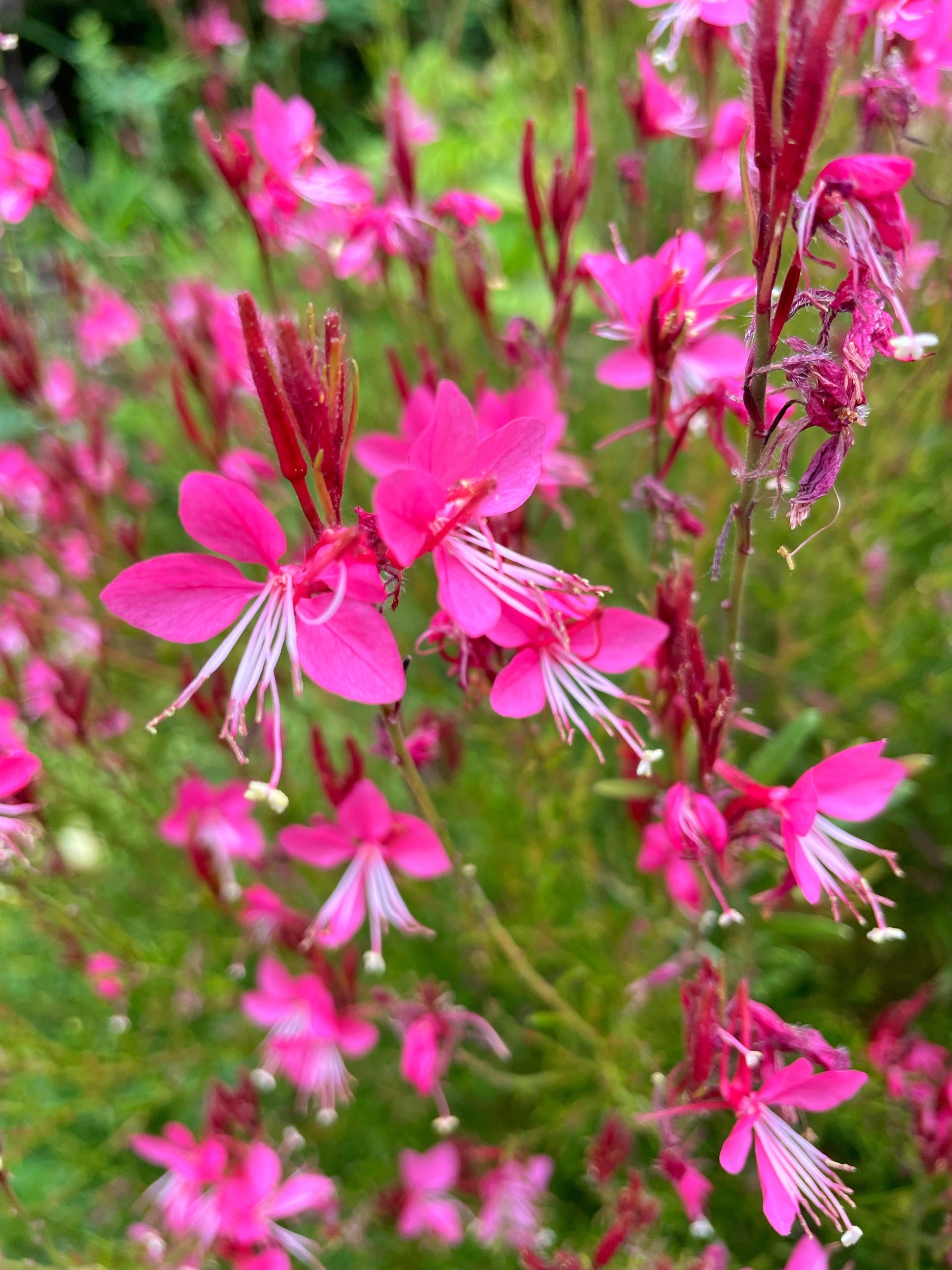gaura plant seeds 100 Pink GAURA WHIRLING BUTTERFLIES Gaura Biennis Flower Seeds