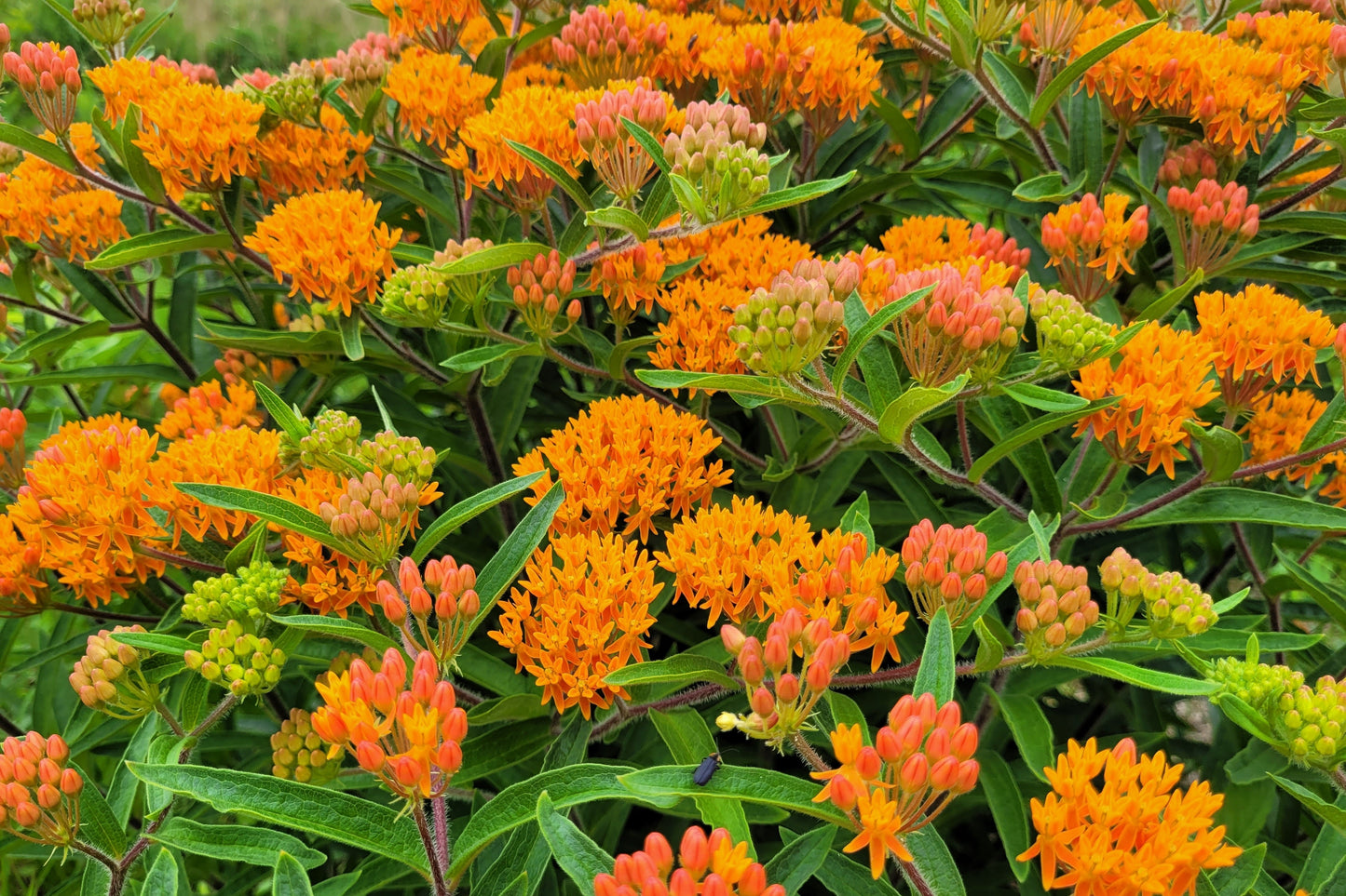 30 ORANGE BUTTERFLY MILKWEED Asclepias Tuberosa Flower Seeds