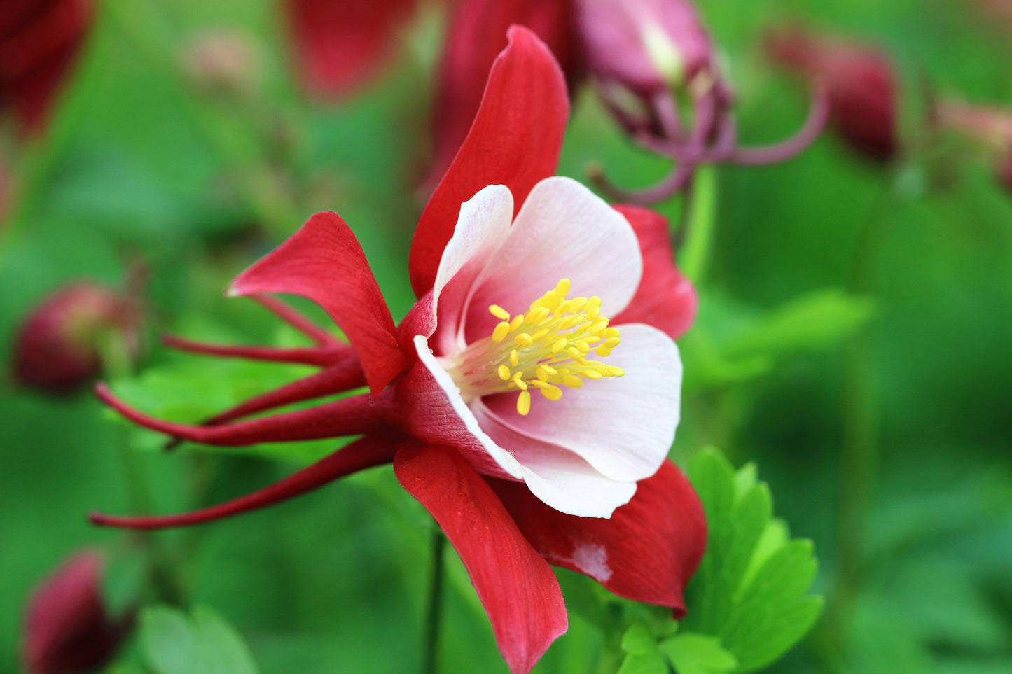 25 CRIMSON STAR COLUMBINE Red & White McKana's Giant Aquilegia Flower Seeds