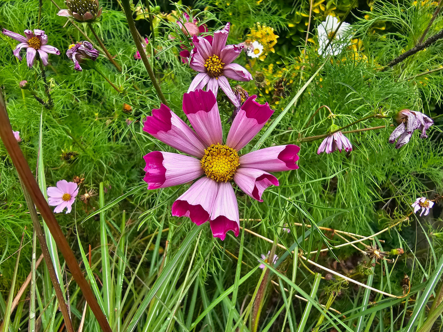 200 COSMOS SEASHELLS Cosmos Bipinnatus Sea Shells Flower Seeds