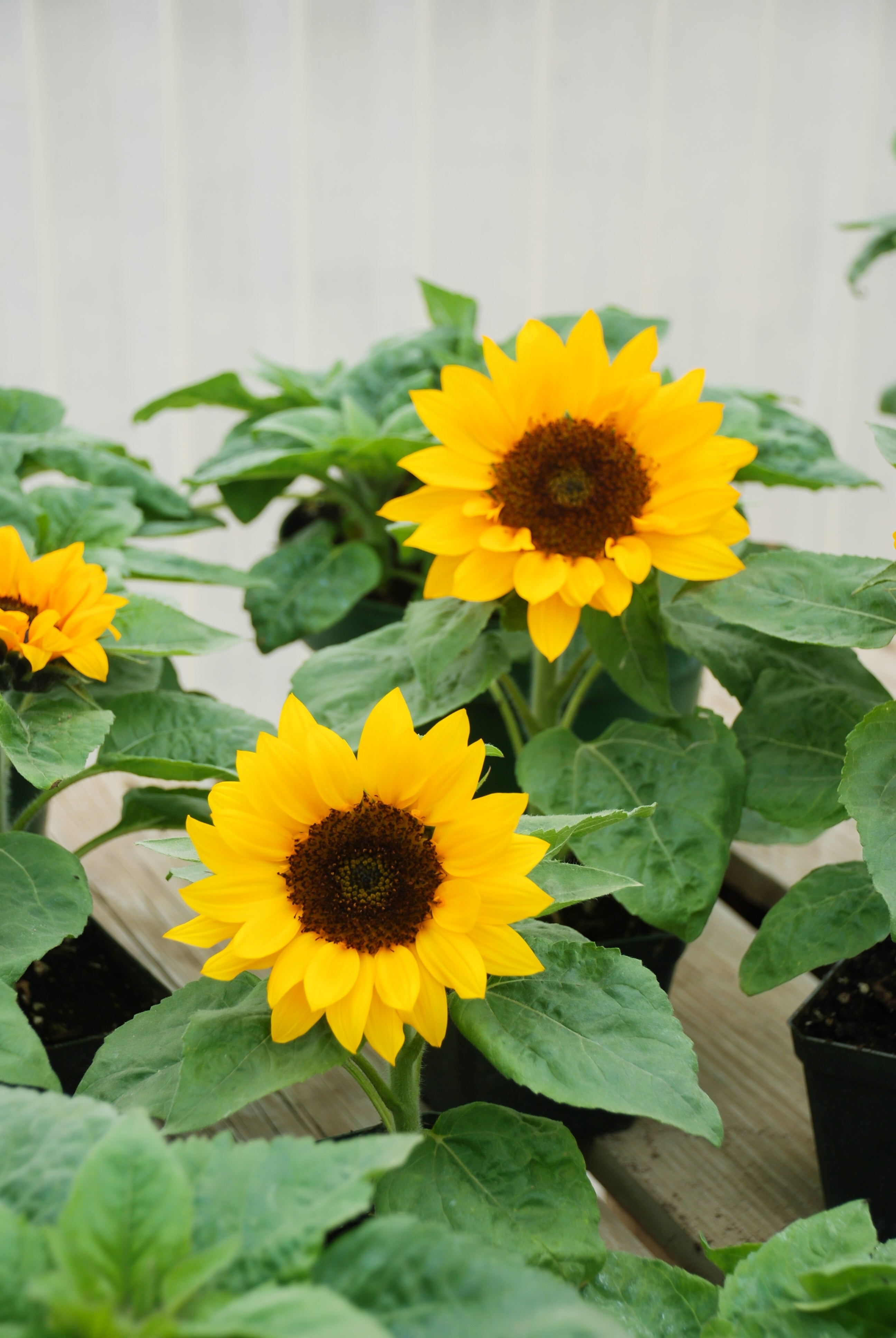 Seedville Sunflower - Thumbnail 4