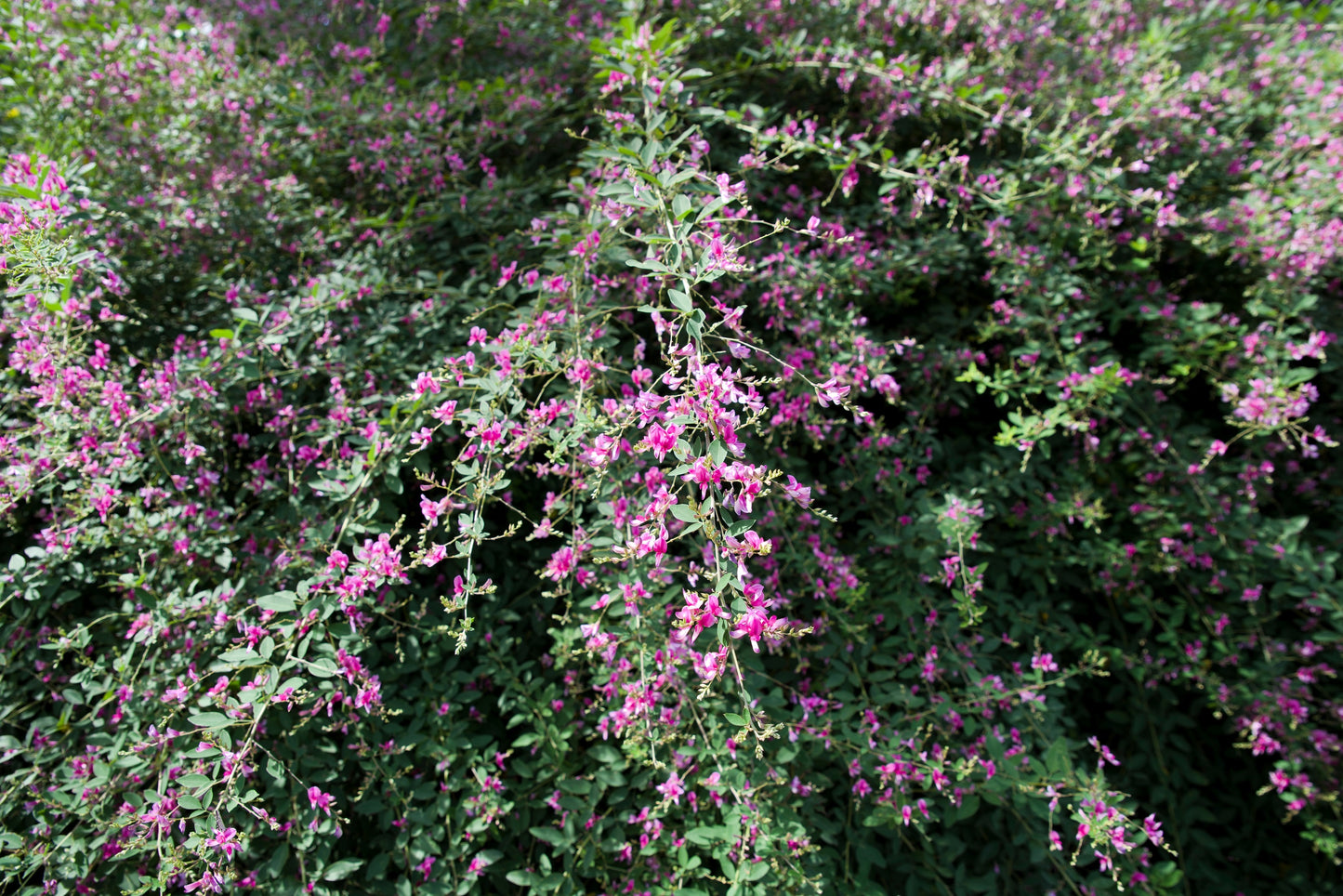 100 SLENDER BUSH CLOVER Lespedeza Virginica Bushclover Native Shrub Pink Purple Flower Legume Seeds