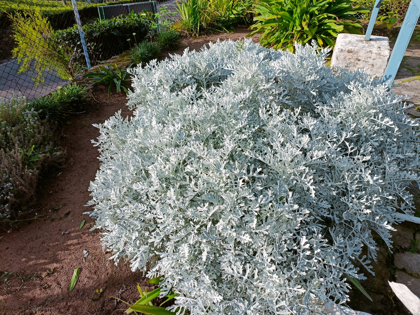 300 SILVERDUST DUSTY MILLER Cineraria maritima Flower Seeds