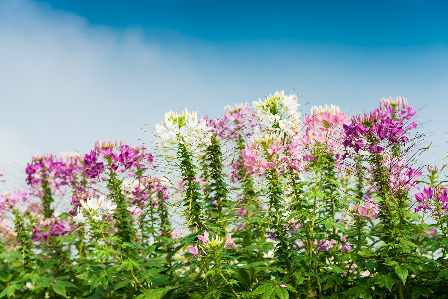 250 MIXED Colors QUEEN CLEOME (Spider Flower) Cleome Hassleriana Cleome Spinosa Flower Seeds