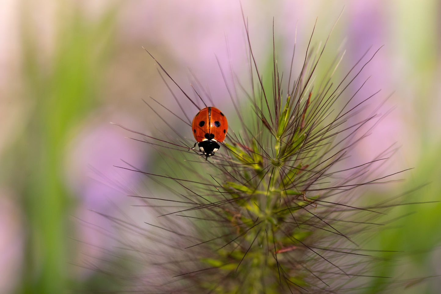 25 BOTTLEBRUSH GRASS Ornamental Shade Elymus Hystrix Patula Seeds