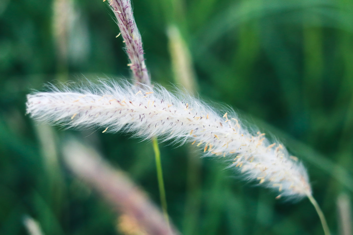 300 Ornamental BIG BLUESTEM GRASS Beardgrass Andropogon Gerardii Seeds