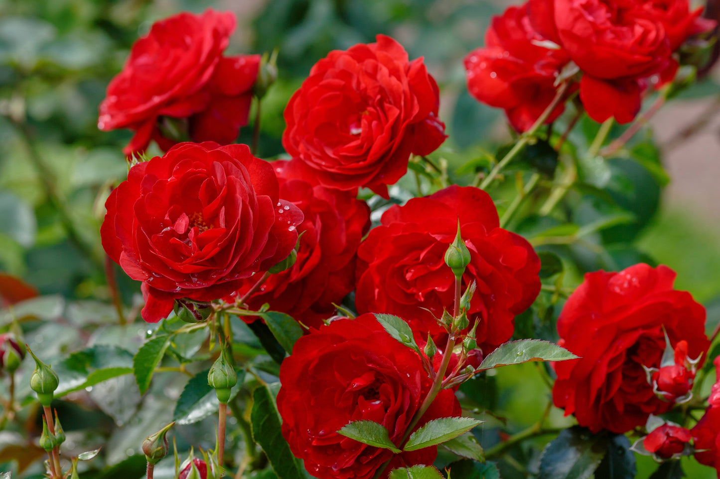 5 RED ROSE Rosa Bush Shrub Perennial Flower Seeds